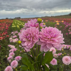 Dahlia 'BV's Frederikke'