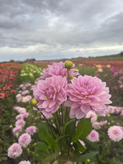 Dahlia 'BV's Frederikke'